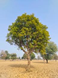 Neem (6ft)